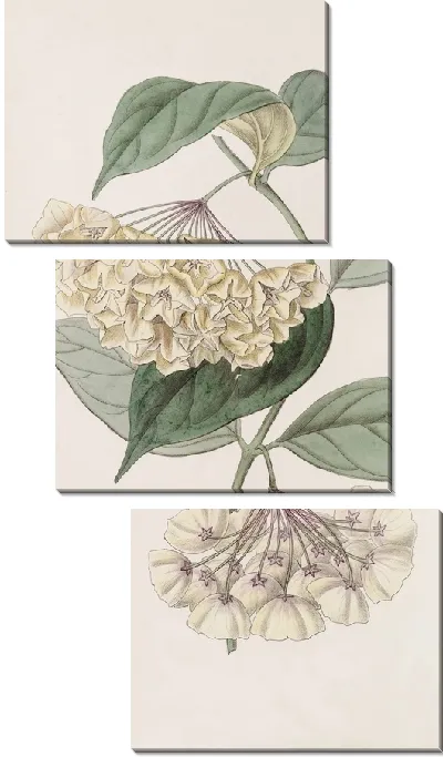 Картина Хойя колокольчатая (1815-1819)