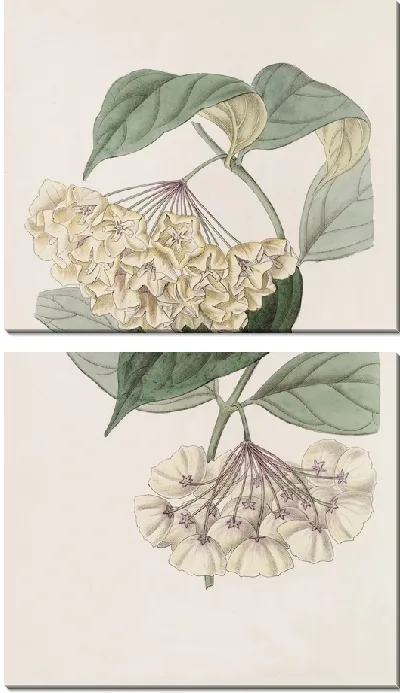 Картина Хойя колокольчатая (1815-1819)