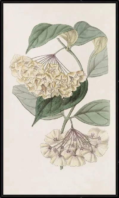 Картина Хойя колокольчатая (1815-1819)