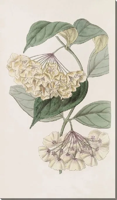 Картина Хойя колокольчатая (1815-1819)