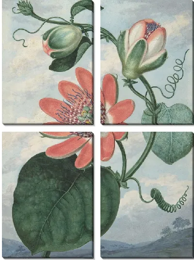 Картина Цветок страсти (1799)