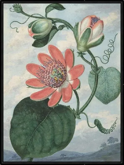 Картина Цветок страсти (1799)