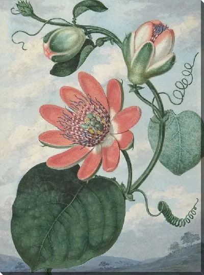 Картина Цветок страсти (1799)