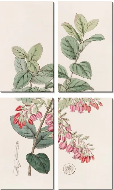 Картина Черничноподобный Gaylussacwort (1815-1819)