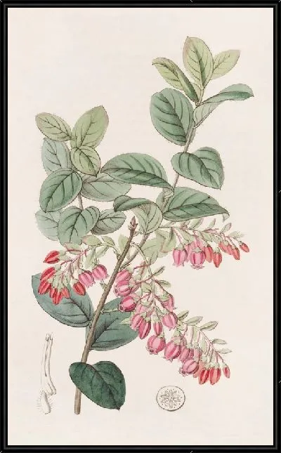 Картина Черничноподобный Gaylussacwort (1815-1819)