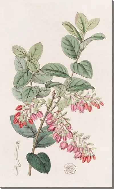 Картина Черничноподобный Gaylussacwort (1815-1819)
