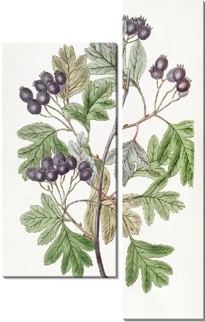 Картина Шип с кровавыми листьями (1815-1819)