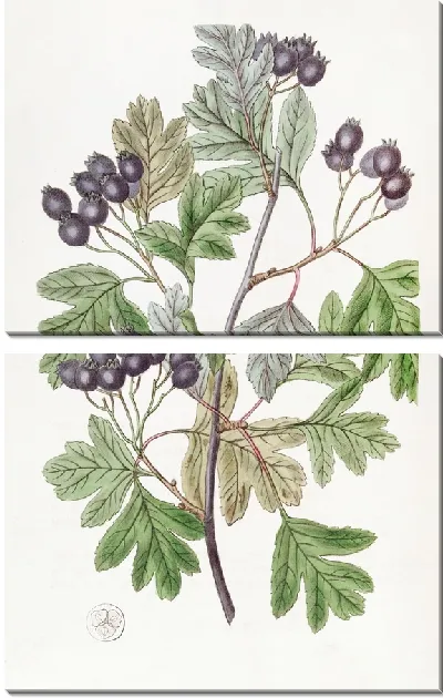 Картина Шип с кровавыми листьями (1815-1819)