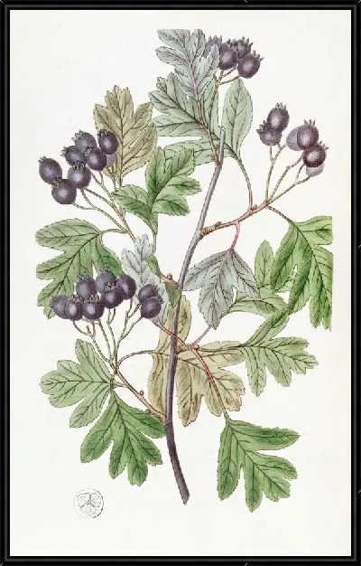 Картина Шип с кровавыми листьями (1815-1819)