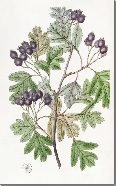 Картина Шип с кровавыми листьями (1815-1819)