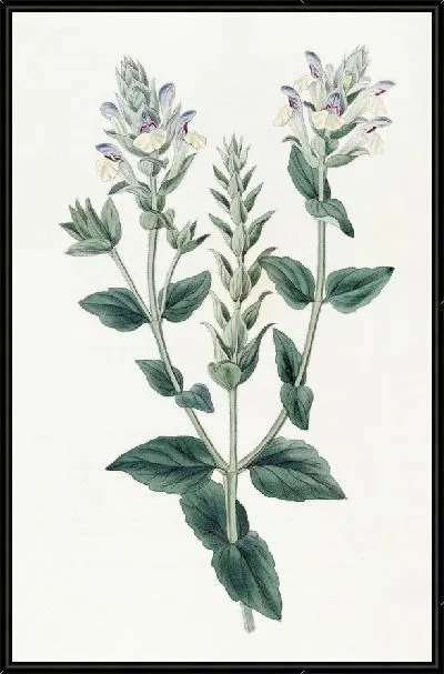 Картина Шлемник альпийский (1815-1819)