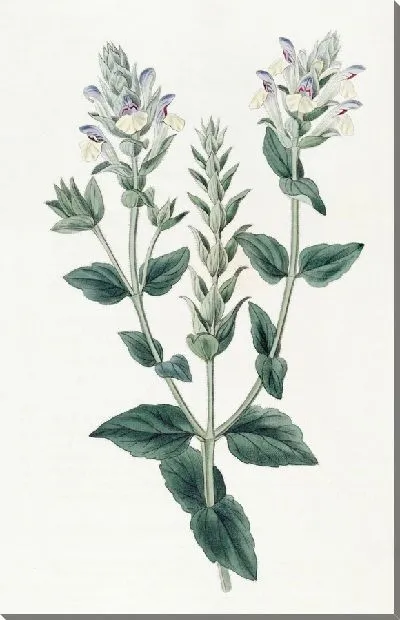 Картина Шлемник альпийский (1815-1819)