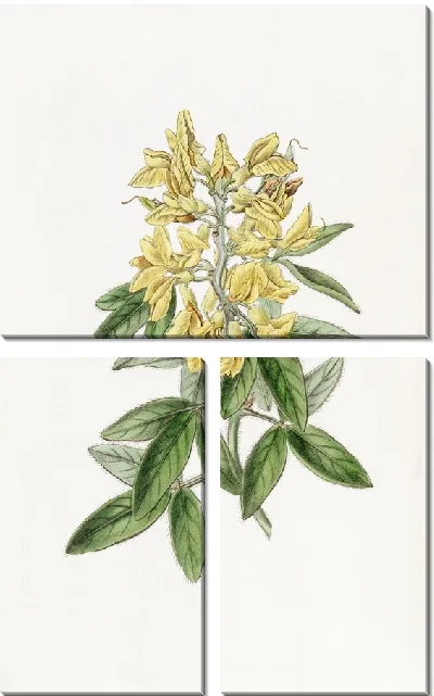 Картина Эолийский Цитис (1815-1819)