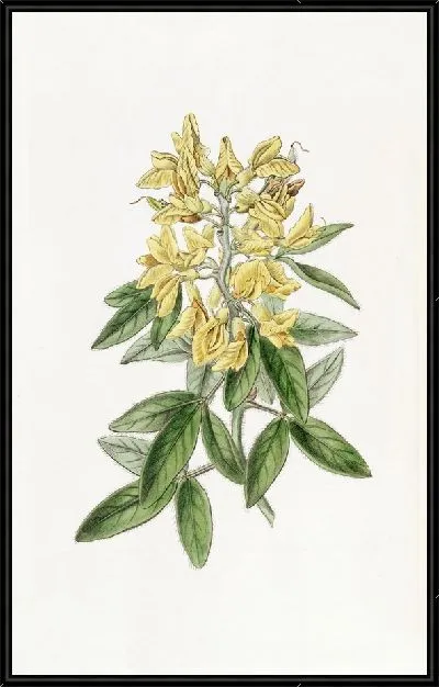 Картина Эолийский Цитис (1815-1819)