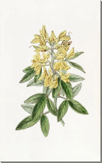 Картина Эолийский Цитис (1815-1819)