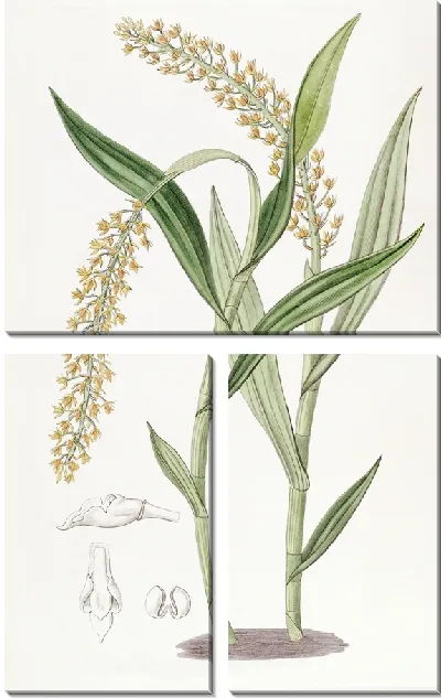 Картина Эпидендрум абрикосового цвета (1815-1819)