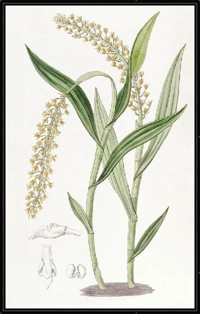 Картина Эпидендрум абрикосового цвета (1815-1819)