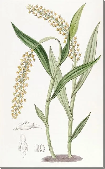 Картина Эпидендрум абрикосового цвета (1815-1819)