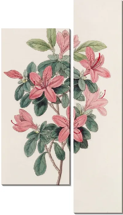 Картина Азалия туполистная (1815-1819)