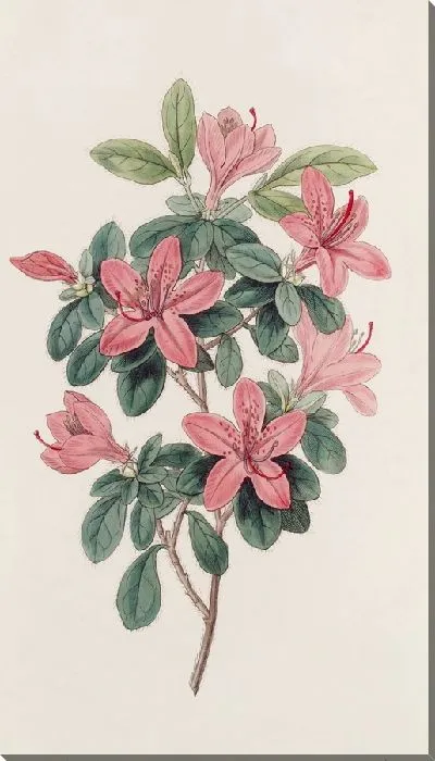 Картина Азалия туполистная (1815-1819)