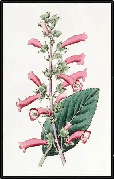 Картина Блестящая Геснерия (1815-1819)