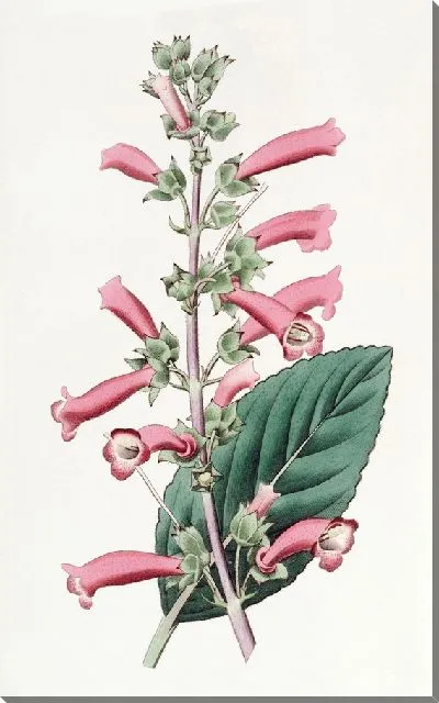 Картина Блестящая Геснерия (1815-1819)