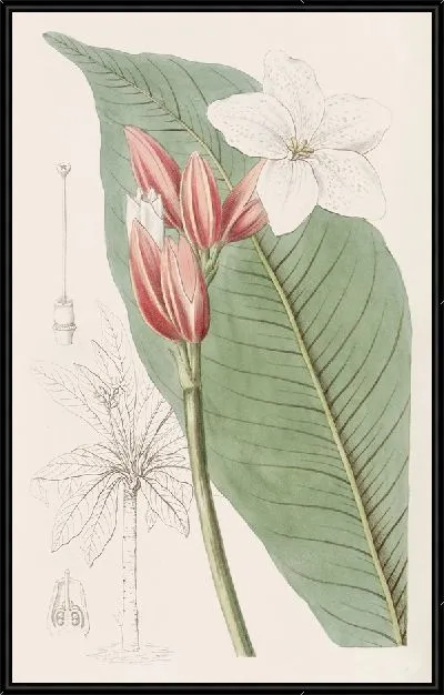 Картина Бразильский красный мундир (1815-1819)