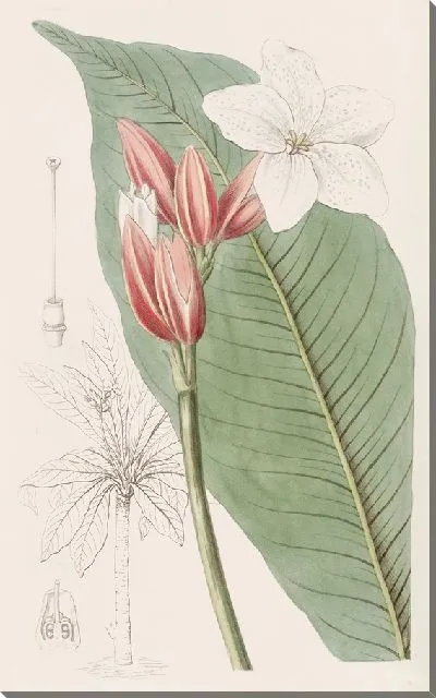 Картина Бразильский красный мундир (1815-1819)