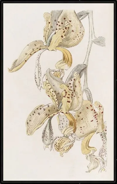 Картина Быкорогая Стэнхопеа (1815-1819)