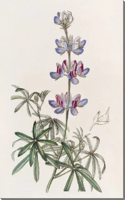 Картина Ветвящийся Люпин (1815-1819)