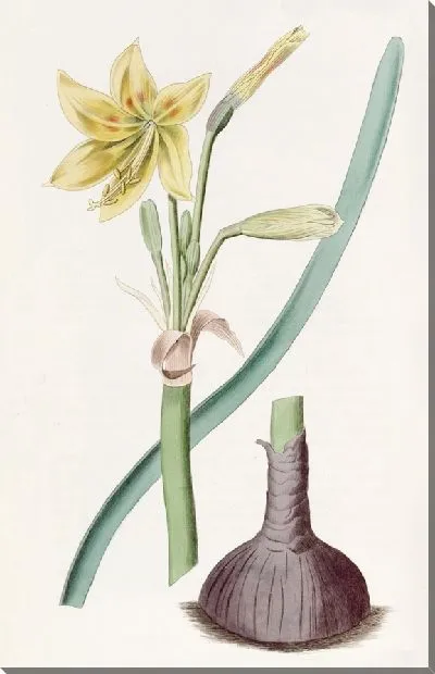 Картина Габрантус капитана Бэгнольда (1815-1819)