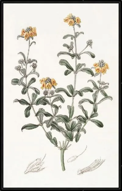 Картина Гастролобий туполистный (1815-1819)