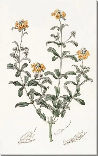 Картина Гастролобий туполистный (1815-1819)