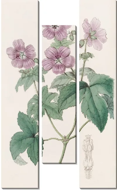 Картина Герань ежевичнолистная (1815-1819)