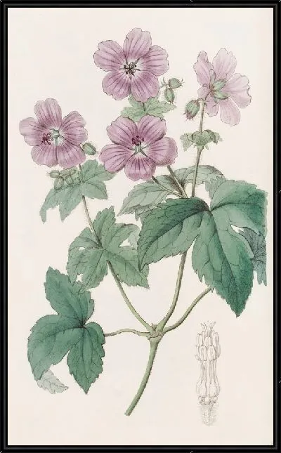 Картина Герань ежевичнолистная (1815-1819)