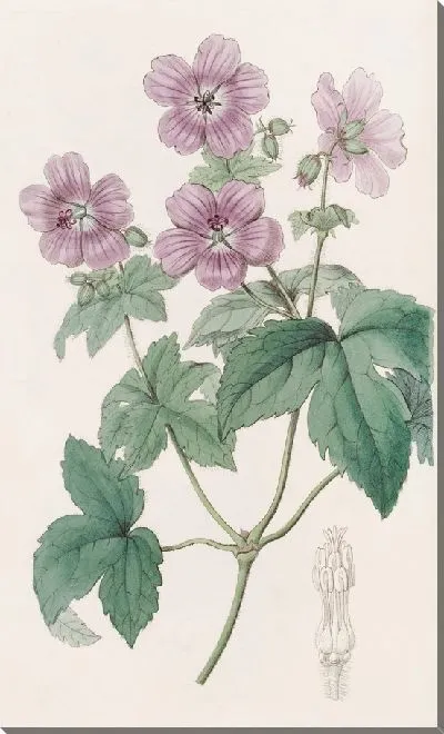 Картина Герань ежевичнолистная (1815-1819)