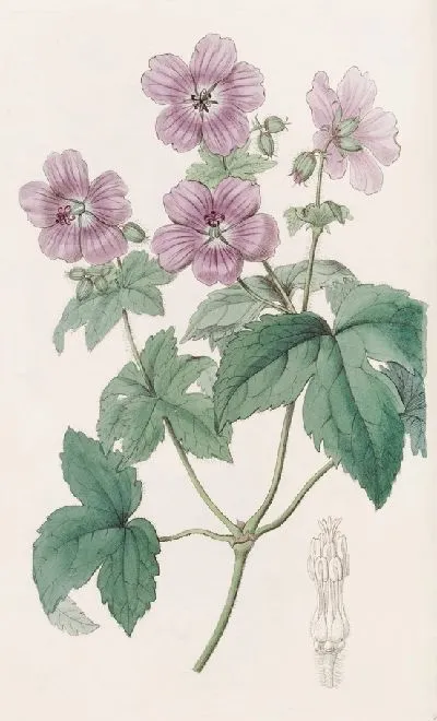 Картина Герань ежевичнолистная (1815-1819)