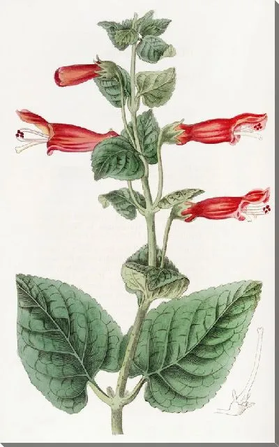 Картина Геснера капитана Саттона (1815-1819)