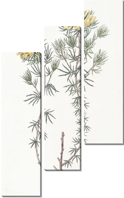 Картина Головчатый гомфолобий (1815-1819)