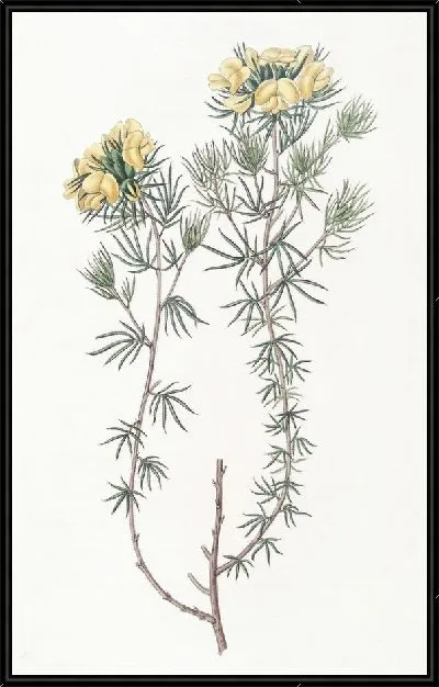 Картина Головчатый гомфолобий (1815-1819)