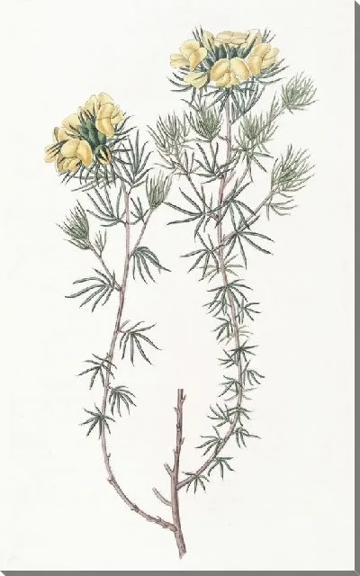 Картина Головчатый гомфолобий (1815-1819)