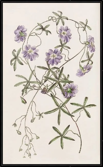 Картина Голубая настурция (1815-1819)