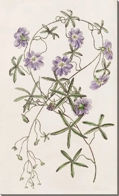 Картина Голубая настурция (1815-1819)