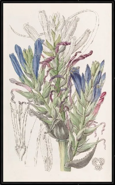 Картина Голубая Пуйя (1815-1819)