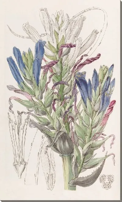 Картина Голубая Пуйя (1815-1819)