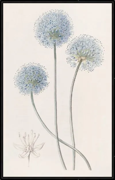 Картина Голубой лук-порей (1815-1819)