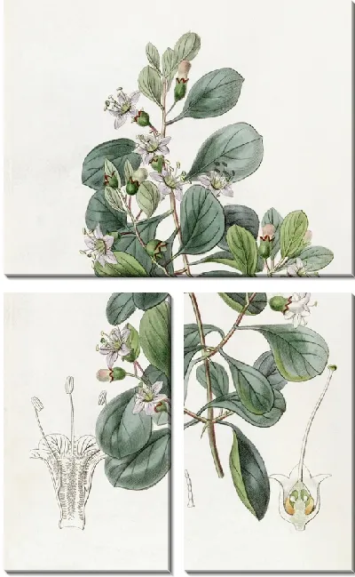 Картина Грабовская Бургаавиалистская (1815-1819)