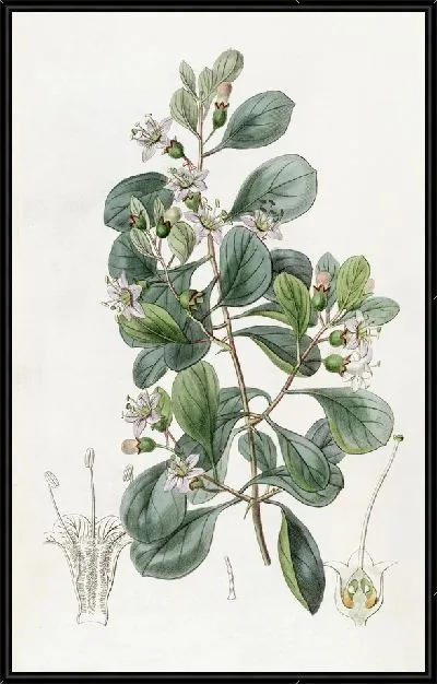 Картина Грабовская Бургаавиалистская (1815-1819)