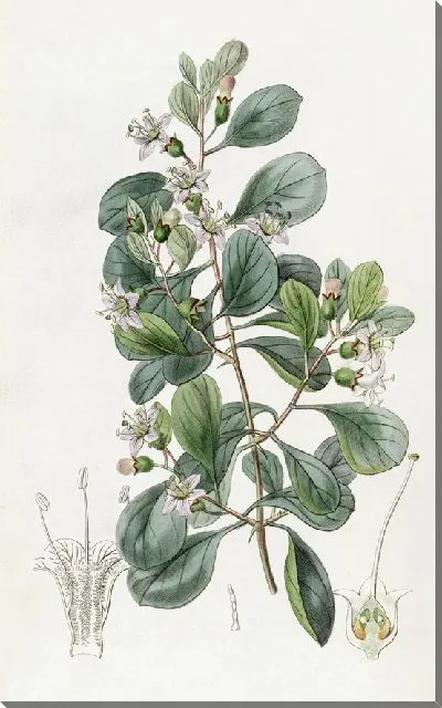 Картина Грабовская Бургаавиалистская (1815-1819)