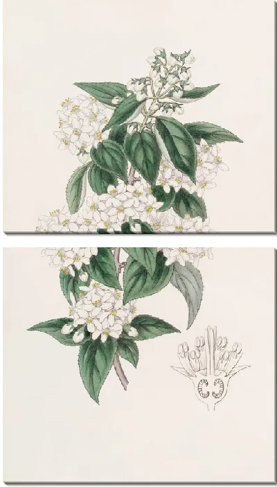 Картина Дейция широкотычинчатая (1815-1819)
